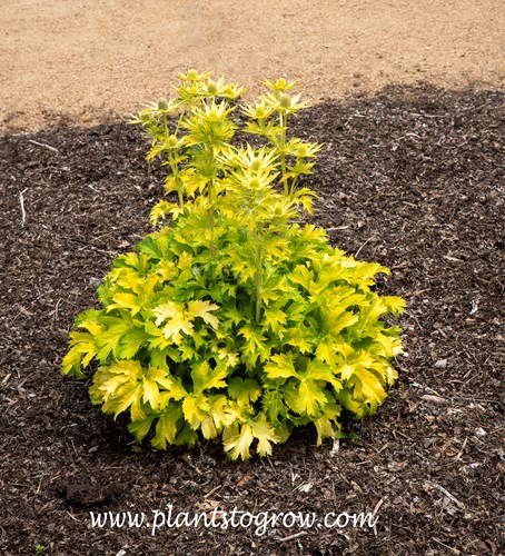 Neptunes Gold Sea Holly (Eryngium x zabelii)
(mid June)